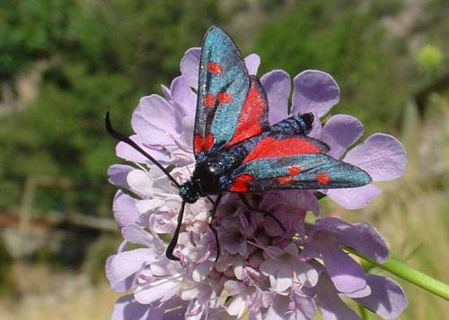 Réf. 14 831 : Zygaena sp.