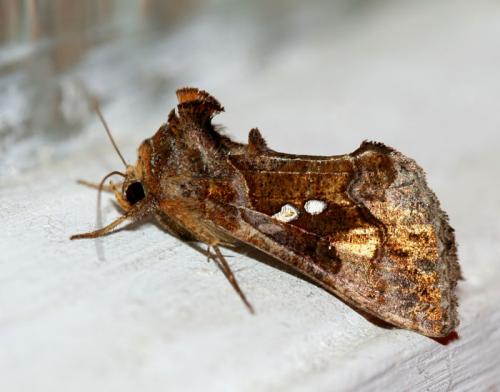 Chrysodeixis chalcites