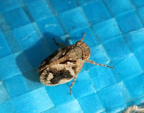 Latilica maculipes