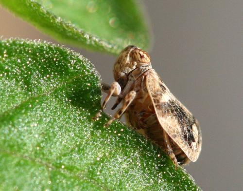 Latilica maculipes