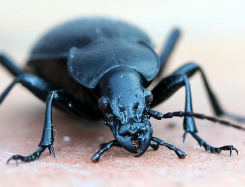 Réf. 14 923 : Carabus coriaceus