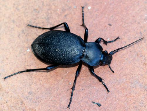 Carabus coriaceus