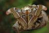 14256 – Photo : Michel Guttin – Philippines