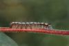 14700 – Photo : Michel Guttin – France (69)