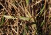 14108 – Photo : basc – France (20)