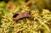 14033 – Photo : basc – France (07)