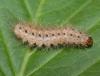 Spilosoma lubricipeda