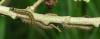 Malacosoma neustria