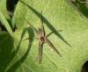 Pisaura mirabilis