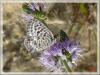 14734 – Photo : Arnaud Jean-Pierre – France (09)