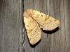 14764 – Photo : Arnaud Jean-Pierre – France (09)