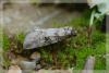 14080 – Photo : David Demerges – France (07)