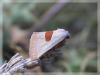 14731 – Photo : David Demerges – France (05)