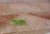 14027 – Photo : Romane – France (26)