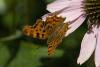 14789 – Photo : Droopy – France (44)