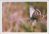 14057 – Photo : Luc Greliche – France (66)