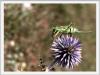 14060 – Photo : Luc Greliche – France (48)
