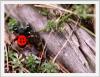 14118 – Photo : Luc Greliche – France (48)