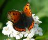 Lycaena phlaeas
