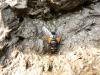 14062 – Photo : Luc Bettinelli – France (25)