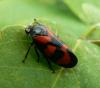 Cercopis vulnerata