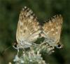 14013 – Photo : Pelouard – Turquie