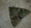 14655 – Photo : Pelouard – Turquie
