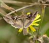 14025 – Photo : Pierre SENGEZ – France (60)
