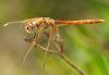 14021 – Photo : Pierre SENGEZ – France (60)