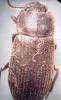 14754 – Photo : E. SERRES – France (83)