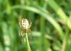 Mangora acalypha