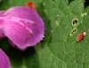 14052 – Photo : Daniel Pollen – Suisse