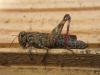 14206 – Photo : matthieu pilard – France (72)