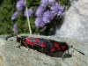 14384 – Photo : Simon Labonne – France (66)