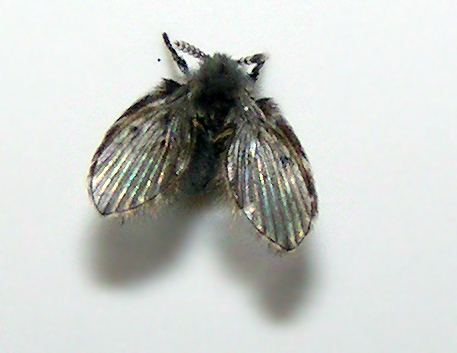Franck Buron - Clogmia albipunctata - réf. 14015 (457 x 353 pixels, 94 ko)