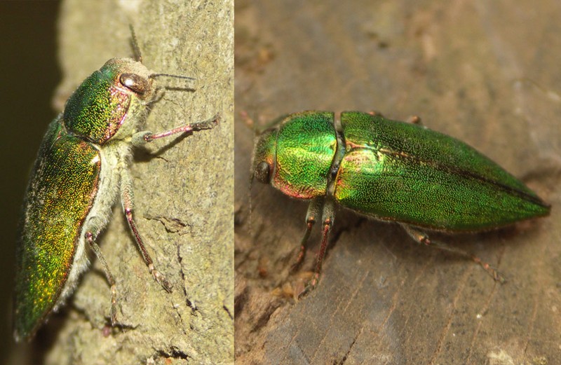 Sylvain M. - Latipalpis (Latipalpis) plana - réf. 14238 (800 x 521 pixels, 136 ko)