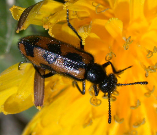 franco - Mylabris (Micrabris) flexuosa - réf. 14102 (500 x 429 pixels, 68 ko)