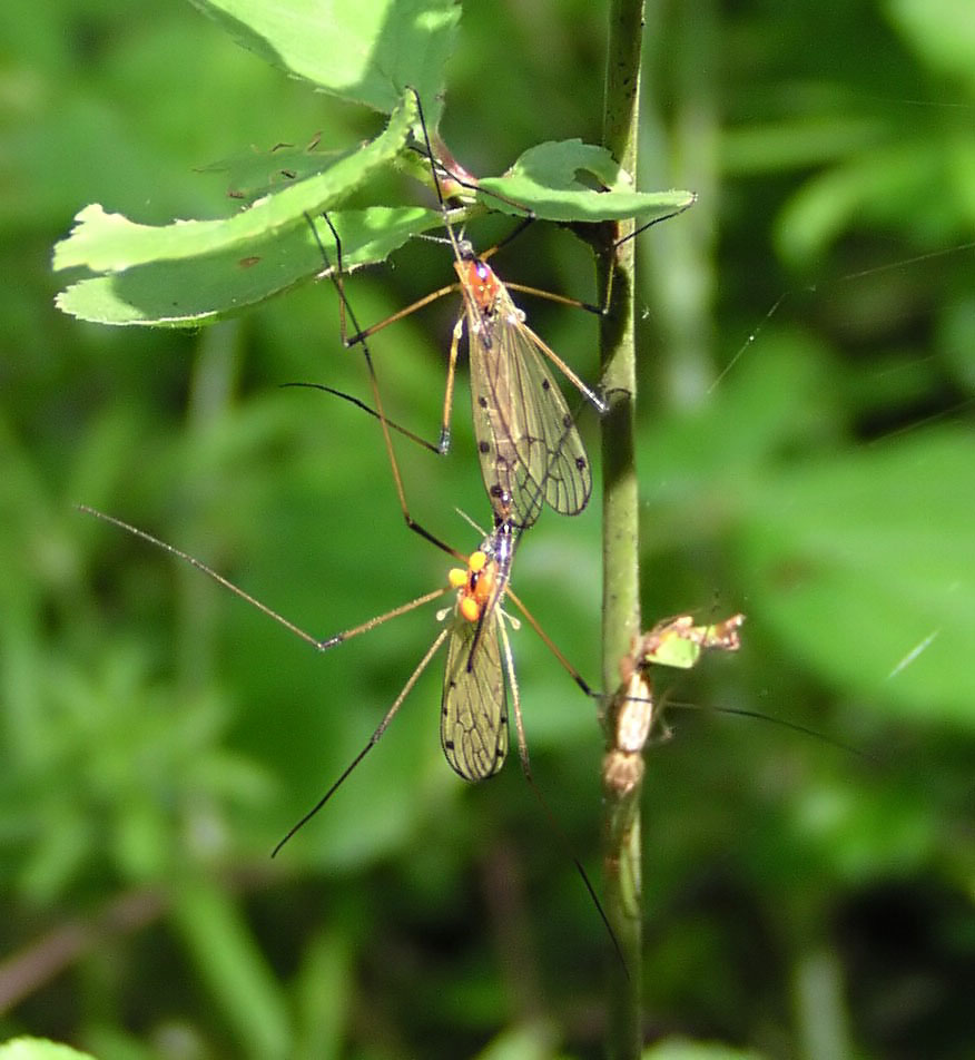 Chavernoz Marina - Limonia (Limonia) nigropunctata - réf. 14938 (876 x 952 pixels, 122 ko)