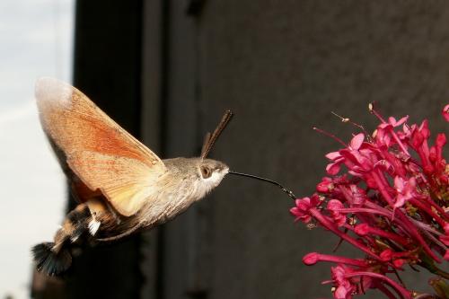 Réf. 140 563 : Macroglossum stellatarum