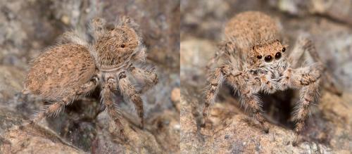 Plexippoides gestroi