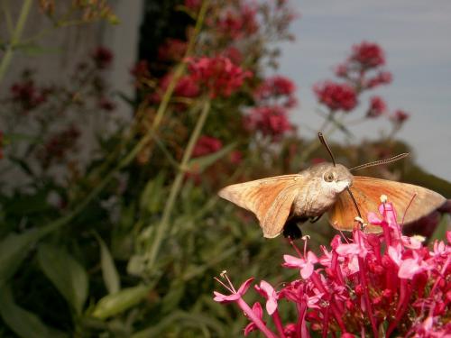 Macroglossum stellatarum