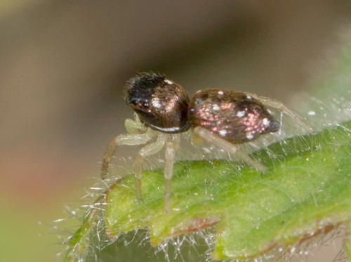 Réf. 140 227 : Heliophanillus fulgens