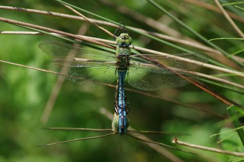 Anax imperator
