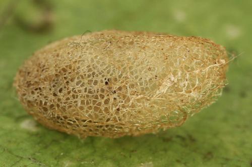 Arge ustulata