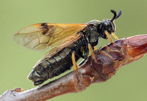 Réf. 140 954 : Arge ustulata