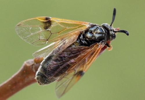 Réf. 140 955 : Arge ustulata