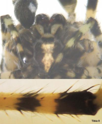 Araneus sp.