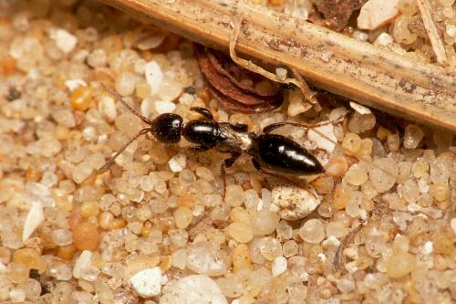 Epyris brevipennis