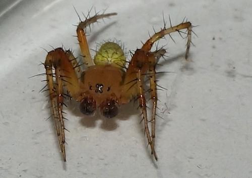Araniella sp.
