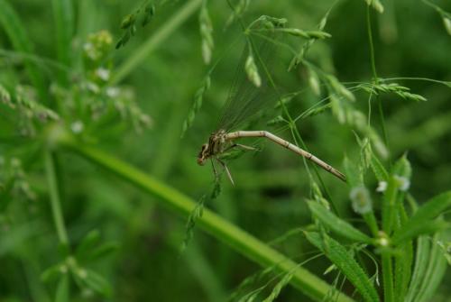 Platycnemis pennipes